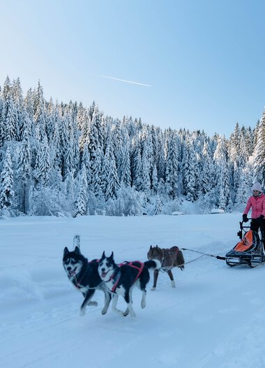 Snow-covered landscape in winter with dog sledding, snowy trees, and a person with a dog sled in the background. | © Kleinwalsertal Tourismus eGen • Photographer: Oliver Farys