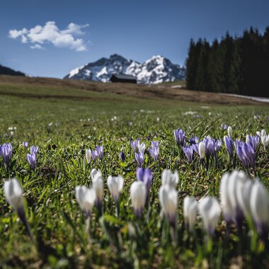 Colorful spring flowers in the foreground with mountains and sky in the background, in a green landscape. | © Kleinwalsertal Tourismus eGen • Photographer: Robert Niederwolfsgruber