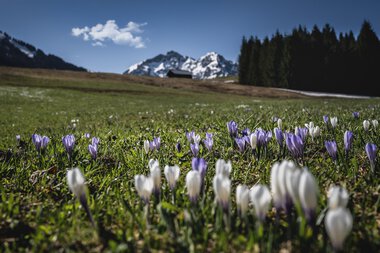 Bunte Frühlingsblumen im Vordergrund, mit Bergen und Himmel im Hintergrund, in einer grünen Landschaft. | © Kleinwalsertal Tourismus eGen • Fotograf: Robert Niederwolfsgruber