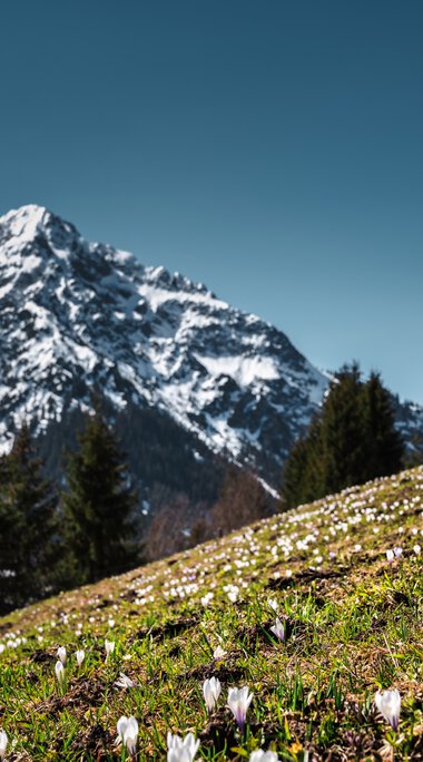 Berglandschaft mit schneebedeuerten Gipfeln im Hintergrund und blühendem Raps im Vordergrund. | © Kleinwalsertal Tourismus eGen • Fotograf: Robert Niederwolfsgruber
