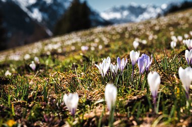 Bunte Frühlingblumen in einem bergigen Landschaftsfeld mit Bergen im Hintergrund. | © Kleinwalsertal Tourismus eGen • Fotograf: Robert Niederwolfsgruber