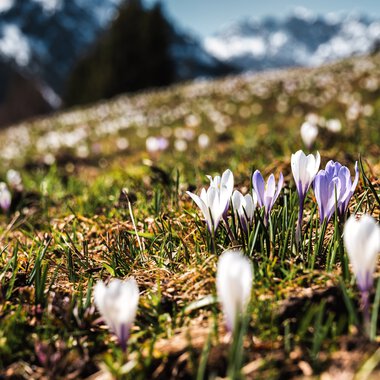 Colorful spring flowers blooming in a mountainous landscape with snow-capped peaks in the background. | © Kleinwalsertal Tourismus eGen • Photographer: Robert Niederwolfsgruber