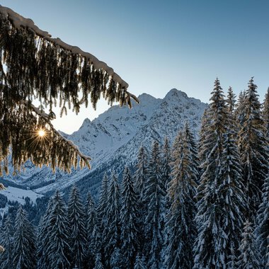 Winter landscape with snow-covered pine trees, mountains in the background, and sunlight shining through the tree canopies. | © Kleinwalsertal Tourismus eGen • Photographer: Robert Niederwolfsgruber