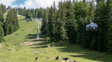 Summer mountain meadow with cows, and a cable car in the forested area near Oberstdorf, Germany. | © Oberstdorf · Kleinwalsertal Bergbahnen