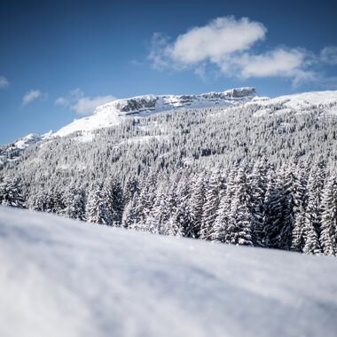 Winter mountain landscape with snow-covered trees and a clear blue sky. Wide snowfield in the foreground. | © Kleinwalsertal Tourismus eGen • Photographer: Dominik Berchtold