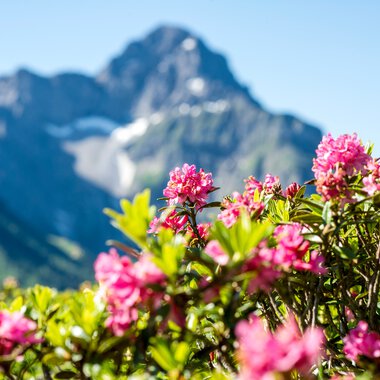 Colorful alpine roses with a mountain landscape and snow-capped peaks in the background. | © Kleinwalsertal Tourismus eGen • Photographer: Dominik Berchtold