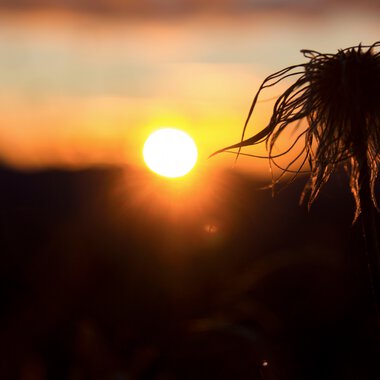 Sunset with a flower in the foreground, warm lighting, and a peaceful mood. | © Kleinwalsertal Tourismus eGen • Photographer: Lukas Rinner