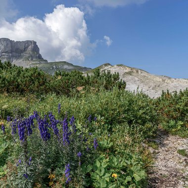 Berglandschaft mit violetten Blumen, grünen Büschen und einem steinigen Pfad unter einem blauen Himmel mit Wolken. | © Kleinwalsertal Tourismus eGen • Fotograf: Steffen Berschin