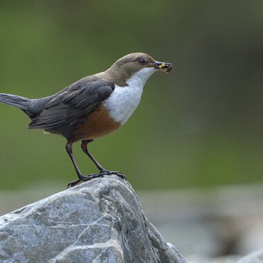Ein gestiefelter Vogel steht auf einem Stein am Flussufer, mit Wasser im Hintergrund. | © Kleinwalsertal Tourismus eGen • Fotograf: Heinz Sternke