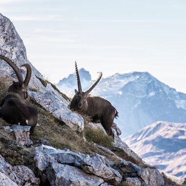 Zwei Steinböcke klettern auf felsigem Gelände vor einer Bergkulisse, mit Schnee bedeckten Gipfeln im Hintergrund. | © Kleinwalsertal Tourismus eGen • Fotograf: Frank Drechsel