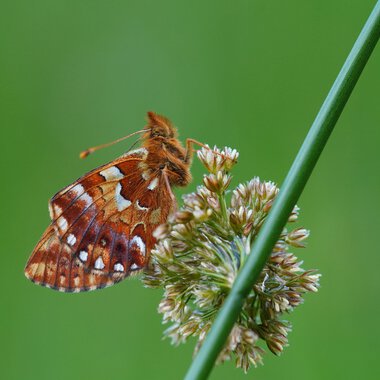 Nahaufnahme eines Schmetterlings auf einer Blüte in Hochmoor-Umgebung. | © Kleinwalsertal Tourismus eGen • Fotograf: Petra Schattanek