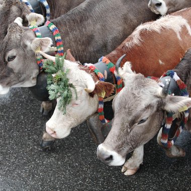 Several cows with colorful necklaces and braids during an alpine herdsmen's descent | © Kleinwalsertal Tourismus eGen • Photographer: Frank Drechsel