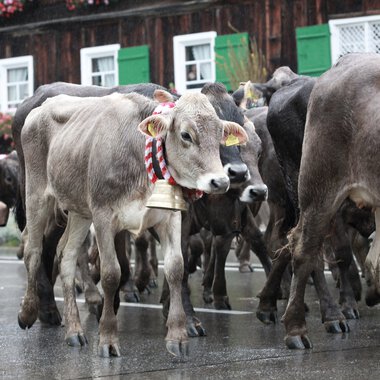 Eine Gruppe von Kühen und Kälbern bei einem Almabtrieb in einer niederbayerischen Ortschaft, lärmend auf einer nassen Straße. | © Kleinwalsertal Tourismus eGen • Fotograf: Frank Drechsel